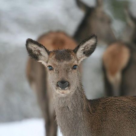 Gite Le Cerf Pantin Saint-Hubert Luaran gambar