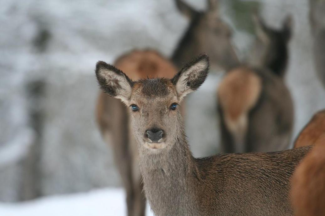 Gite Le Cerf Pantin Saint-Hubert Luaran gambar